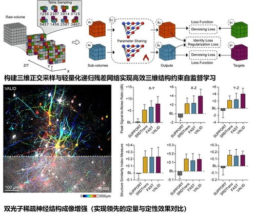 科学家开发自监督三维生物成像降噪技术 突破生物技术成像瓶颈