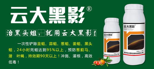 以科技创新引领绿色未来 孟州云大高科生物科技在生物技术中的前沿探索